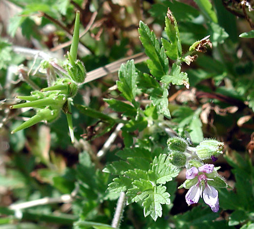 Erodium lebellii