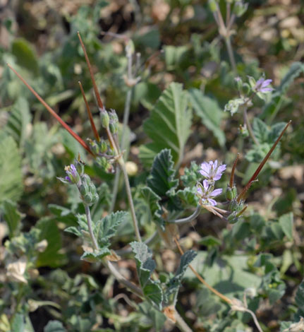 Erodium malachoides whole