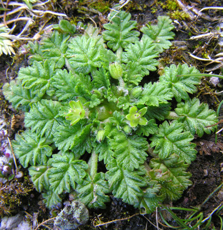 Erodium maritimum whole