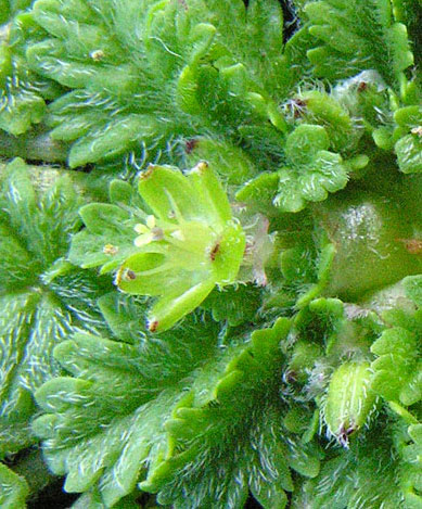 Erodium maritimum flower