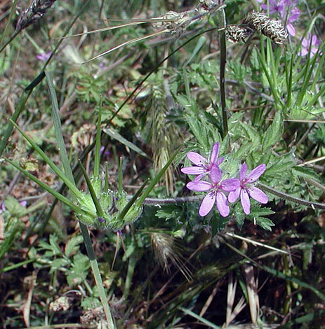 Erodium moschatum Guernsey