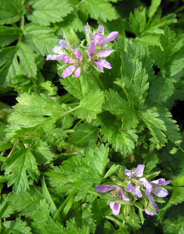 Erodium moschatum Orme