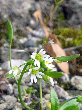 Erophila glabrescens flowers