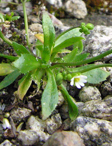 Erophila glabrescens leaves