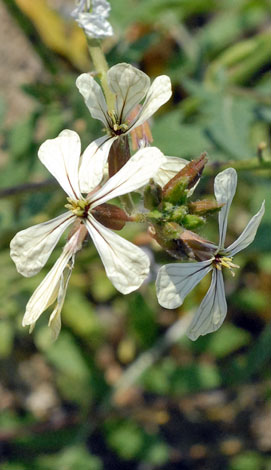Eruca vesicaria ssp vesicaria flowers
