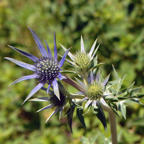 Eryngium bourgatii close