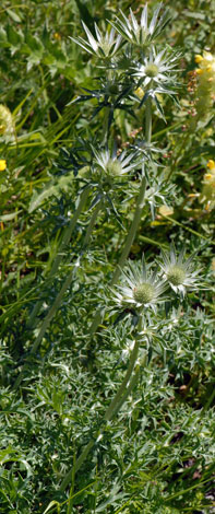 Eryngium bourgatii whole