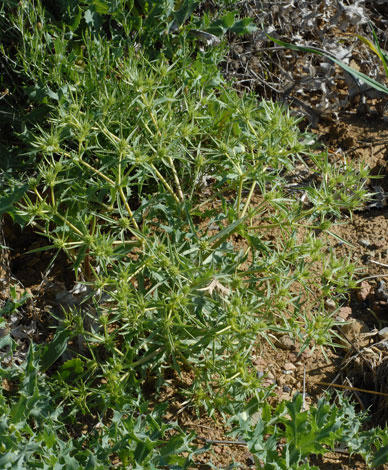 Eryngium campestre whole Spain