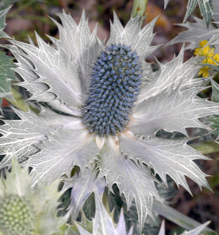 Eryngium giganteum