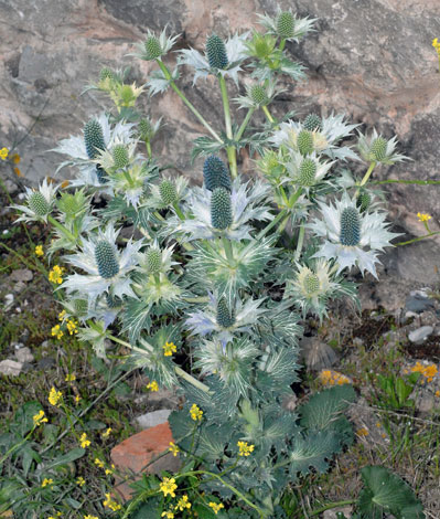 Eryngium giganteum whole