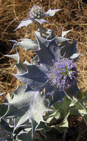 Eryngium maritimum close