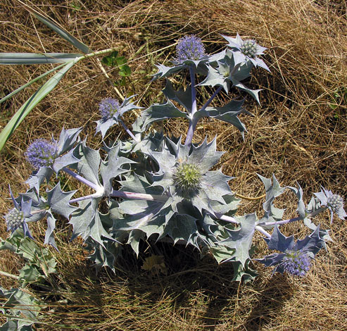 Eryngium maritimum whole