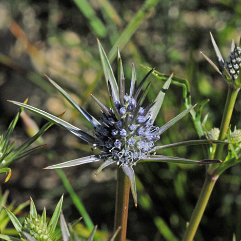 Eryngium pinnatifidum close