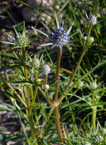 Eryngium pinnatifidum whole