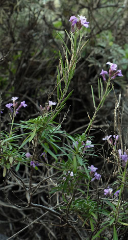 Erysimum bicolor whole