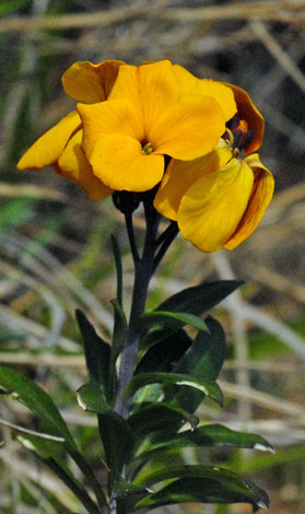 Erysimum cheiri close