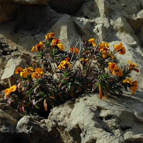 Erysimum cheiri whole