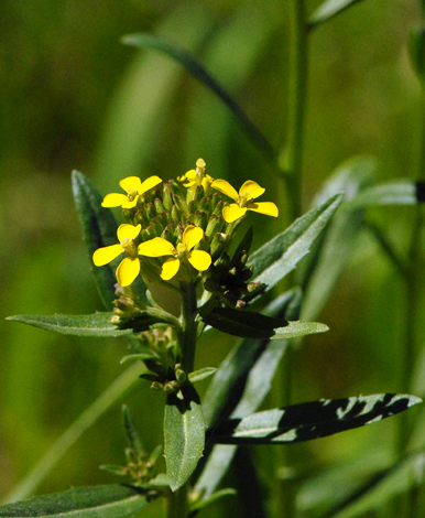 Erysimum pyrenaicum close