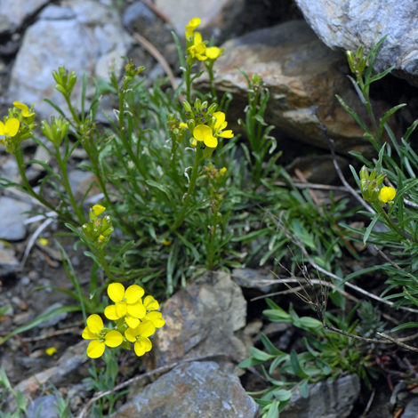 Erysimum pyrenaicum whole