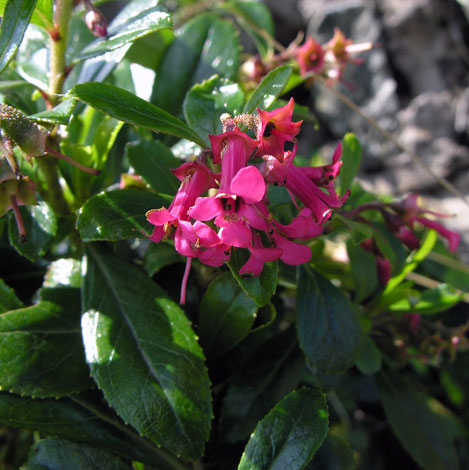 Escallonia macrantha