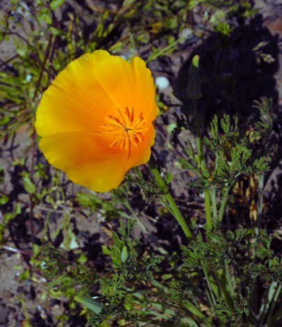 Eschscholzia californica