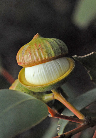 Eucalyptus burracoppinensis bud