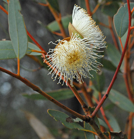 Eucalyptus burracoppinensis whole