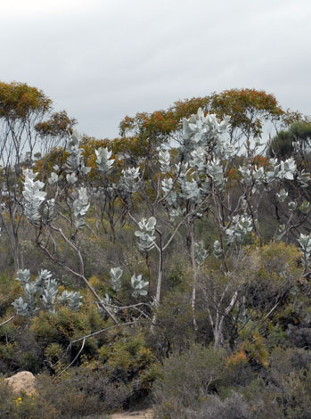 Eucalyptus macrocarpa whole