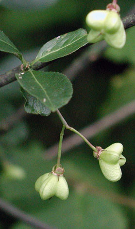 Euonymus europaeus unripe fruit