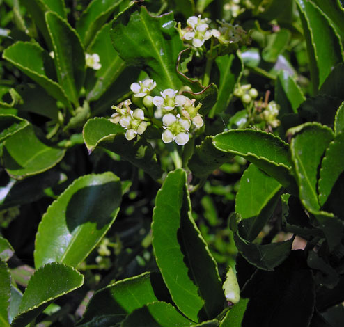 Euonymus japonicus