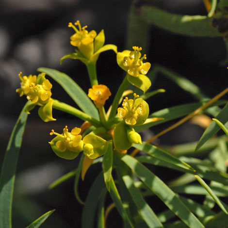 Euphorbia broussonetii close