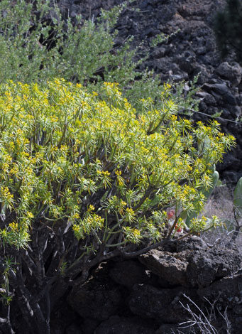 Euphorbia broussonetii whole