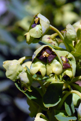 Euphorbia characias ssp characias