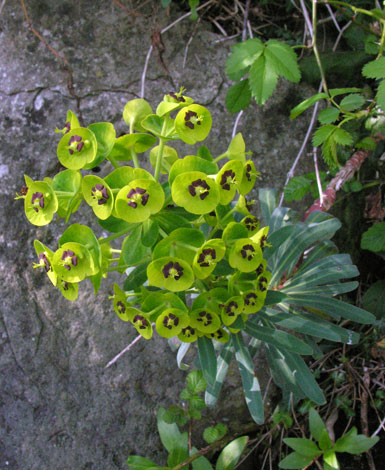 Euphorbia characias ssp characias flowerhead