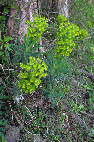 Euphorbia characias ssp characias group