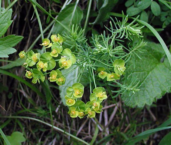 Euphorbia cyperissias