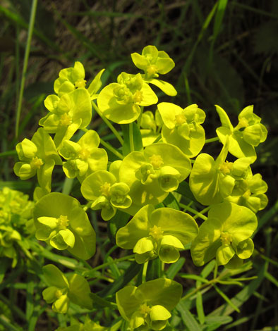 Euphorbia cyparissias close