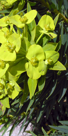 Euphorbia dendroides close