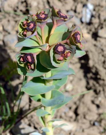 Euphorbia denticulata close