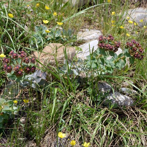 Euphorbia denticulata whole