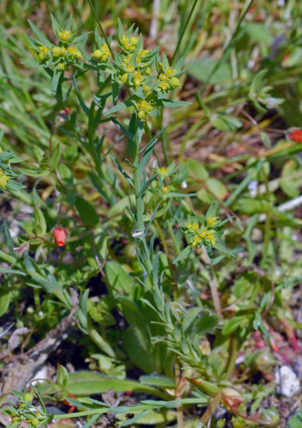 Euphorbia exigua whole