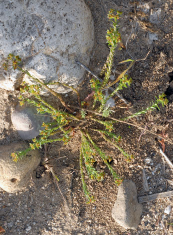 Euphorbia exigua whole