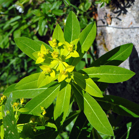 Euphorbia hyberna close