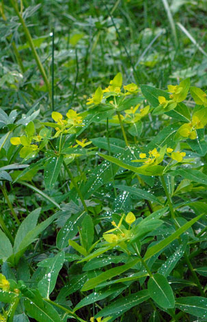 Euphorbia hyberna whole