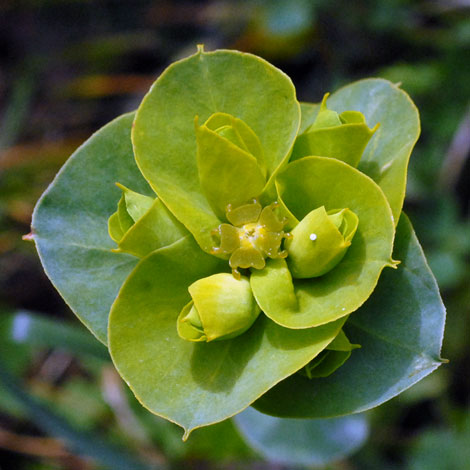 Euphorbia myrsinites close