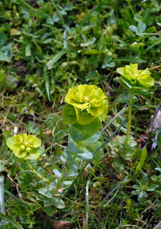 Euphorbia myrsinites whole