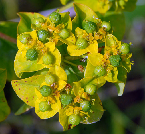 Euphorbia oblongata close