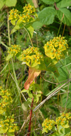 Euphorbia oblongata whole
