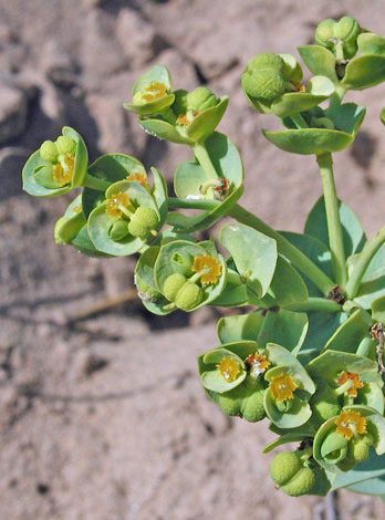 Euphorbia paralias close