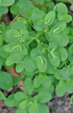 Euphorbia peplus close
